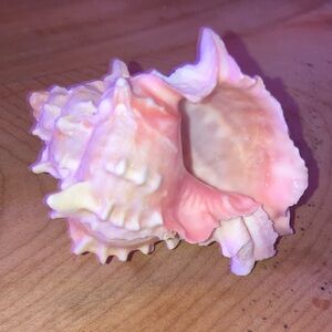 Genuine conch shell in perfect condition
